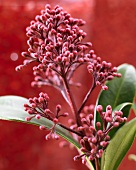 Blütenstand der Skimmia japonica