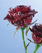 Two dark red roses in water