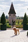 A dog crossing the terrace of a garden with a small garden house