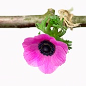 A pink anemone hanging from a twig