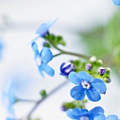 Forget-me-not