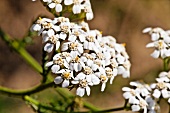 Flowering yarrow (Achillea Millefolium)