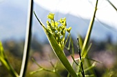 Flowering fennel