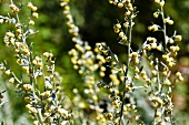 Blühende Absinthpflanzen (Artemisa Absinthium)