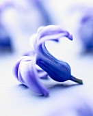 Eine blaue Hyazinthenblüte (Hyacinthus Skyline)