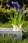 Grape hyacinths in a wooden container in a garden