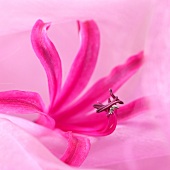 Pinkfarbene Nerinenblüte (Nerine Belladonna)