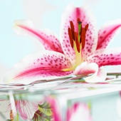 A spotted lilly (Lilium Mero Star)