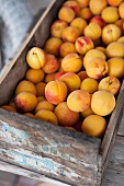 Fresh apricots in a wooden box