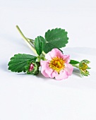 Strawberry flowers (fragaria X ananassa)