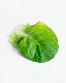 A romaine lettuce leaf