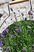 Flowering lavender in a plant pot