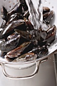 Mussels being washed under running water
