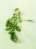 Fresh Arugula