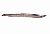 An eel on a white surface