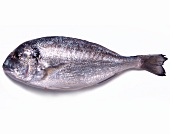 Seabream on a White Background