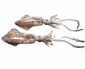 Two squid against a white background