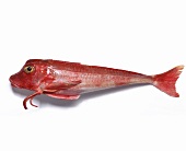 A gurnard on a white surface