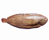 A sole on a white surface