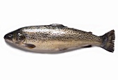 A trout against a white background
