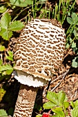 A parasol mushroom in a forest