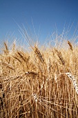 Ears of durum wheat in a field