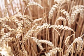 Ears of wheat in a field