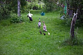 Runner ducks and chicks in a garden