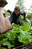 A woman picking rhubarb in the garden