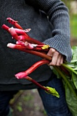 A woman harvesting rhubarb in a garden