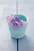 Violets in a blue ceramic pot