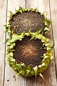 Dried sunflowers on a wooden surface