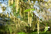 Hazel branch in spring