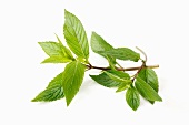 A sprig of chocolate mint