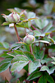 Pfingstrosenknospen (Paeonia) mit Tautropfen im Garten