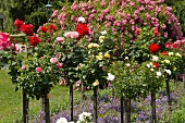 Rosen im Park