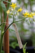 A tomato plant with a label