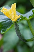 A cucumber and a flower on the plant