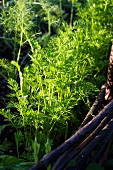 Carrots in a vegetable patch