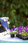 Pansies on a garden table