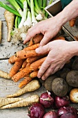 Hands sorting fresh organic vegetables