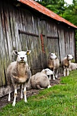Sheep in front of a wooden barn