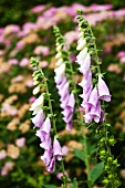 Foxgloves in a garden