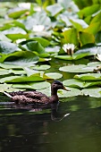 Schwimmende Ente im Seerosenteich