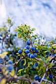 Blueberries on a bush
