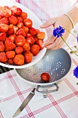Frische Erdbeeren in Küchensieb schütten
