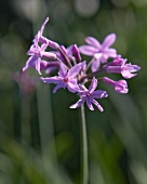 Helllila Doldenblüte in Nahaufnahme mit verschwommenem Hintergrund