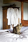 Katze auf weisser Bettdecke, im Hintergrund weiße Nachtkleidung an Schrank gehängt