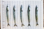 Five mackerel on newspaper