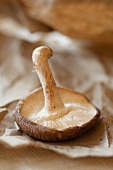 Shiitake Mushroom from Dupont Farmer's Market